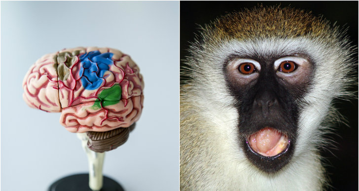 Hjärnan, Forskning, Vetenskap, Evolution