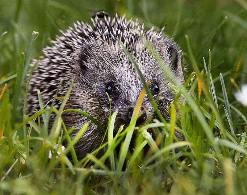 Trädgården har god potential att vara en fristad för igelkottar. Arkivbild. 