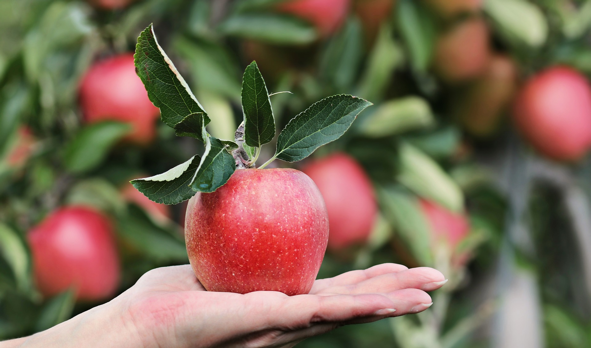 Äpple Äpple