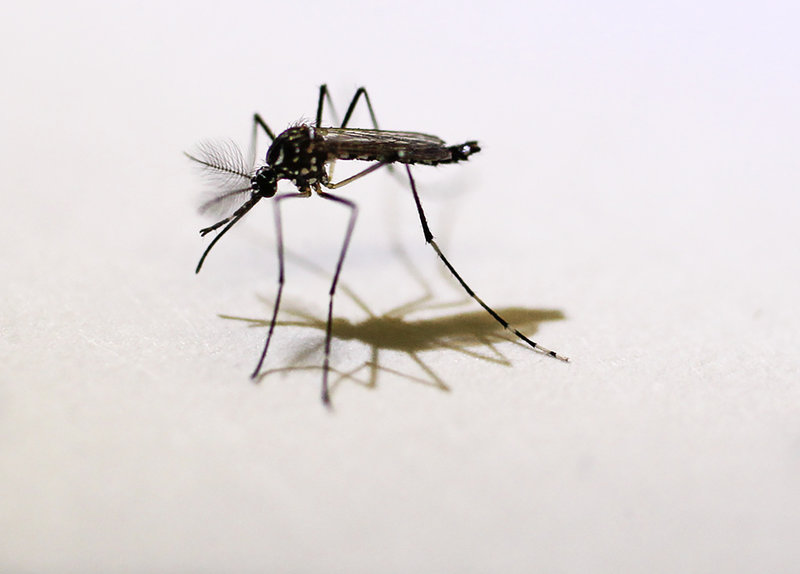 Forskarna använde sig av myggarten Aedes aegypti, en känd sjukdomsspridare. 