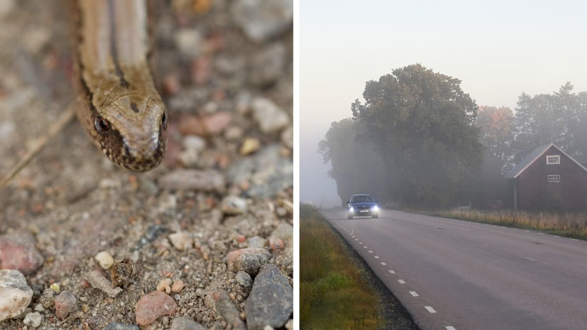 Hasselsnoken kan påverka trafiken på E22 – så påve