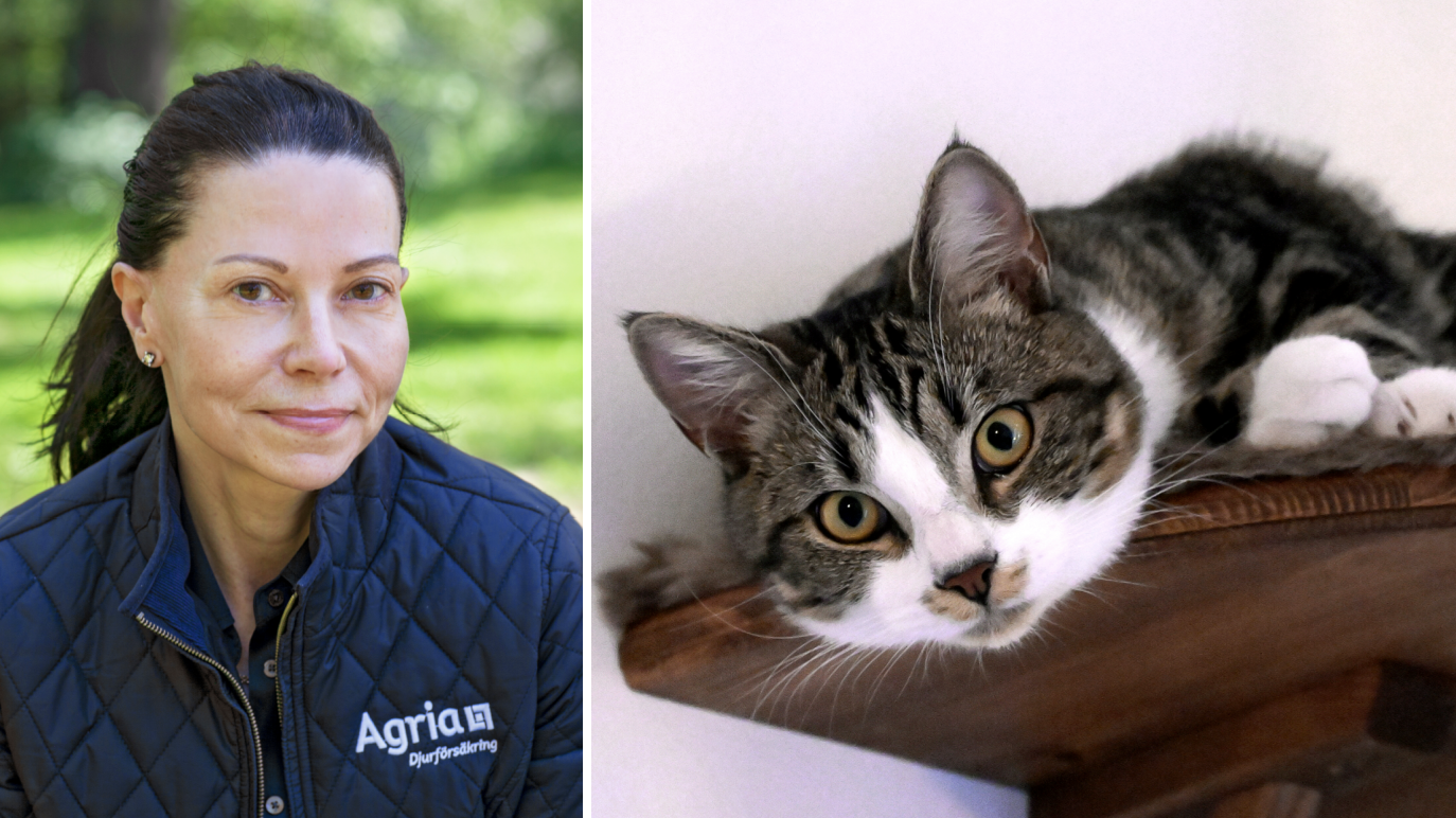 Veterinären Lotta Möller tipsar om hur du ska ta hand om din katt på bästa sätt.
