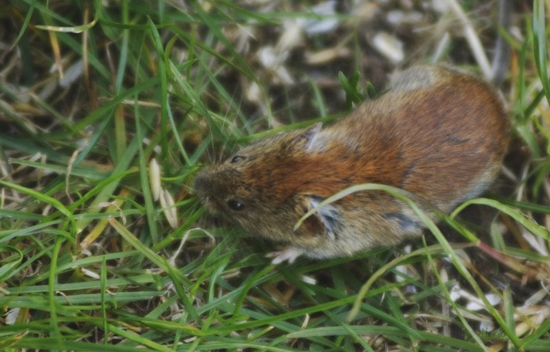 Sork. Foto: Hasse Holmberg