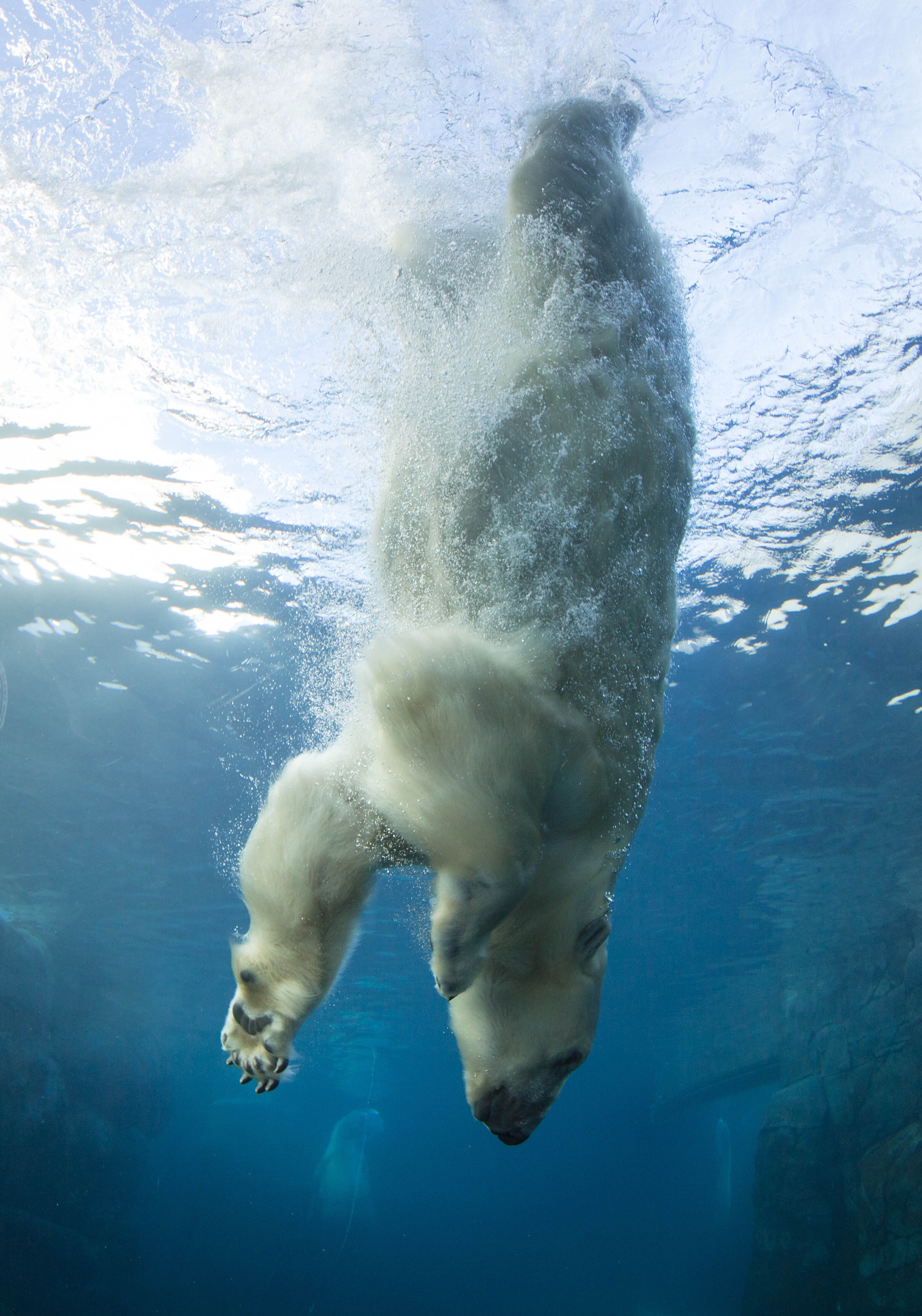 Eller att isbjörnens päls är oljig och vattenfrånstötande? 