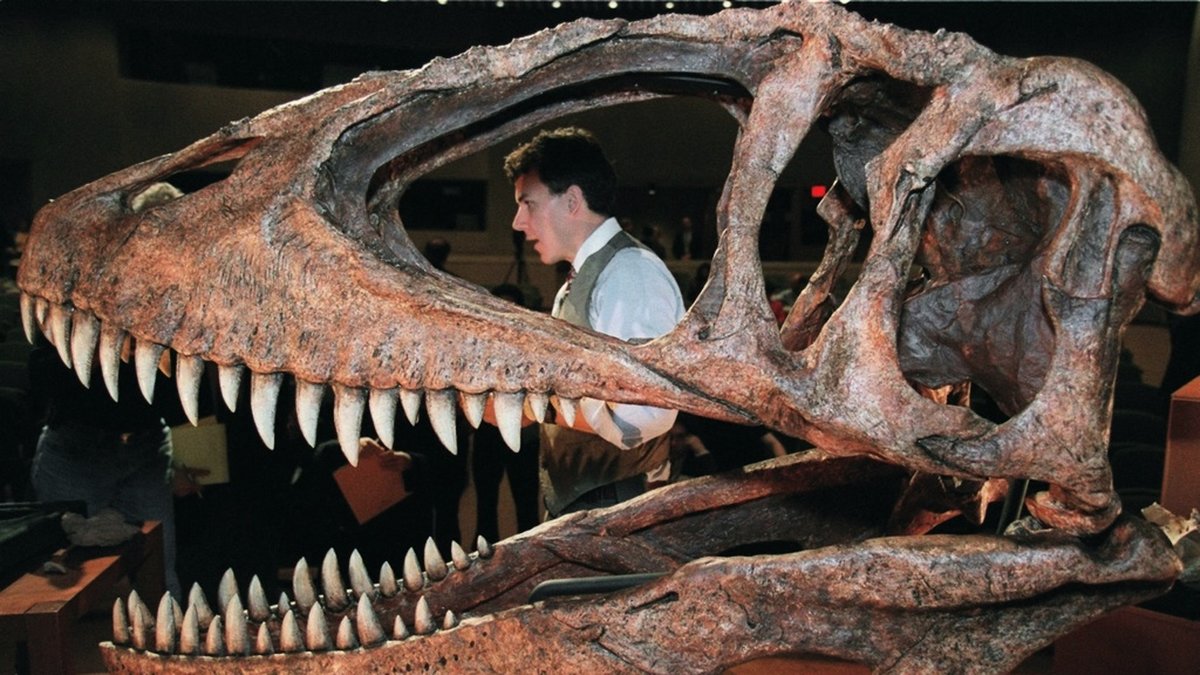 Alla stora rovdinosaurier, som Carcharodontosaurus på bilden, hade avlånga elliptiska ögonhålor (det andra hålet i kraniet, sett från höger), sannolikt för att minska påfrestningarna på kraniet när djuren utnyttjade sin väldiga bitstyrka.