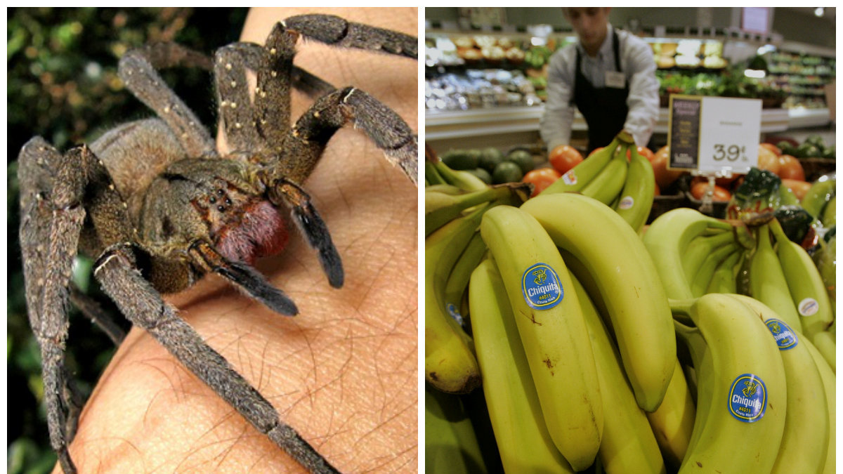 Spindeln lever i Syd och Centralamerika och gömmer sig i bananer som skeppas till matbutiker i andra världsdelar. 