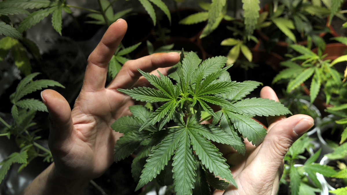Tidigare i veckan bestämde sig Uruguay för att legalisera marijuana.