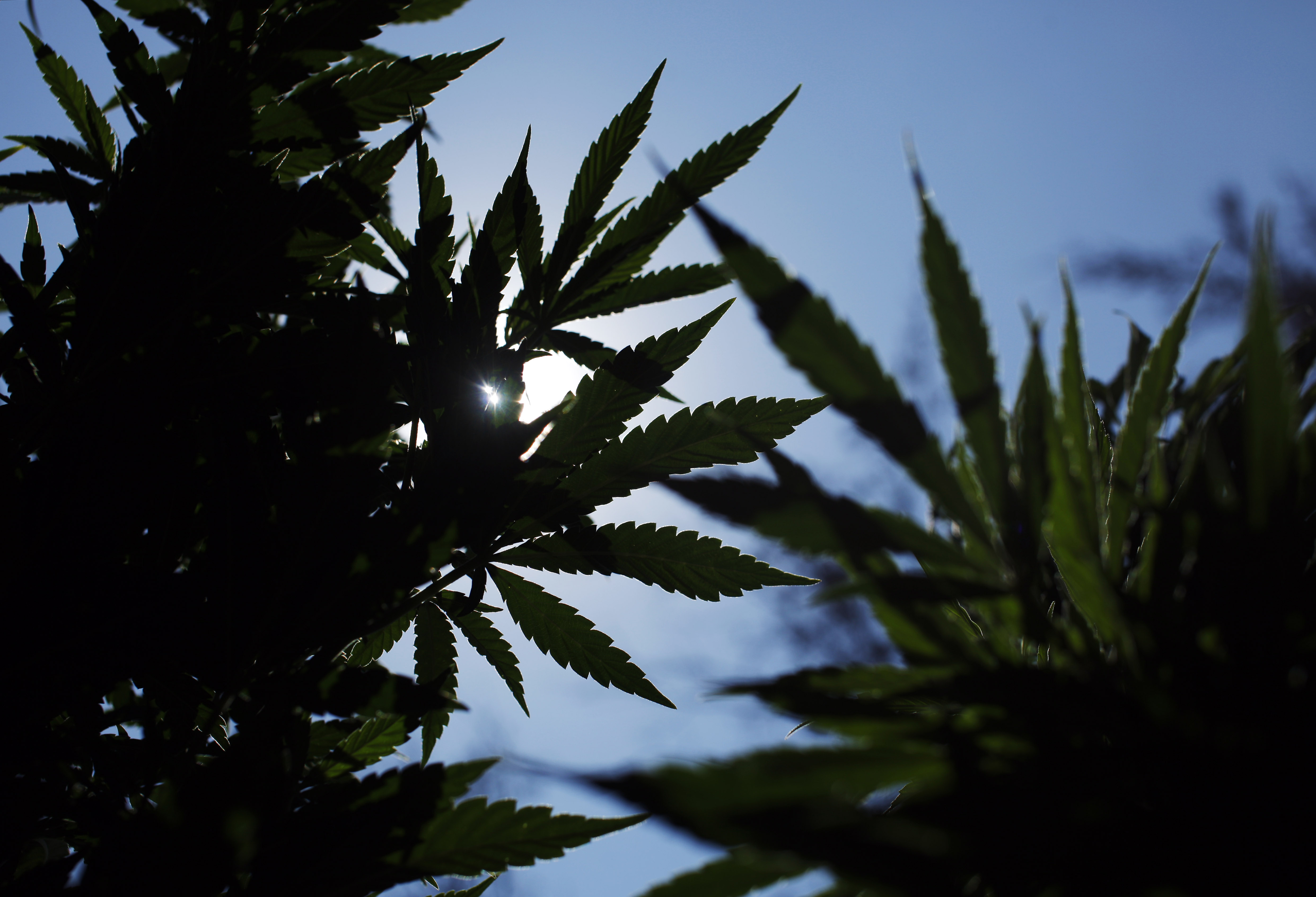 Marijuanaodlingar utgör ett hot mot kaliforniska jägare, menar myndigheterna.
