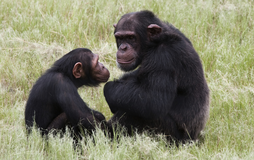 Schimpanser verkar kunna lära ut verktygsanvändning till yngre generationer. På bilden syns schimpanser i Sydafrika.