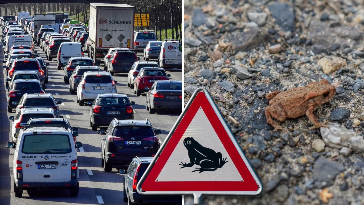 1 000 kronor i böter – om du kör på grodorna