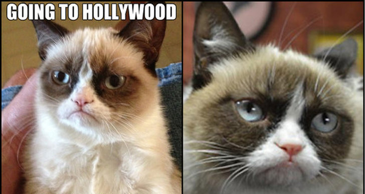 Hollywood, Kat, Grumpy Cat, Kändis, Internet