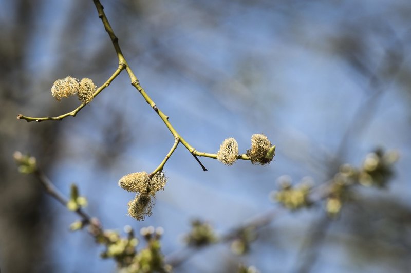 Sälgen – ett "skräpträd", men nyttig för många. Arkivbild. 