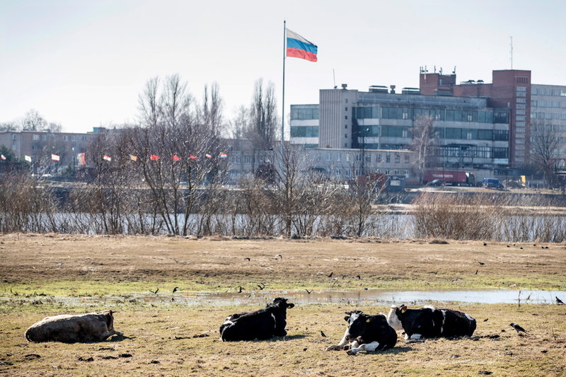 Betande kor vid floden Njemens strand i Panemuné, som angränsar till staden Sovjetsk i ryska Kaliningrad.