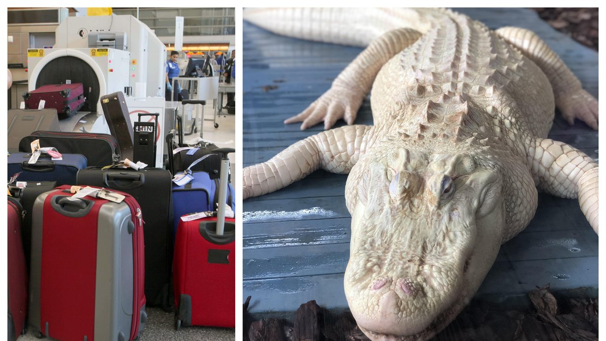 Alligatorn hittades i en resväska. Bilderna är genrebilder.
