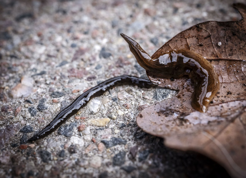 Foto: Johan Nilsson / TT