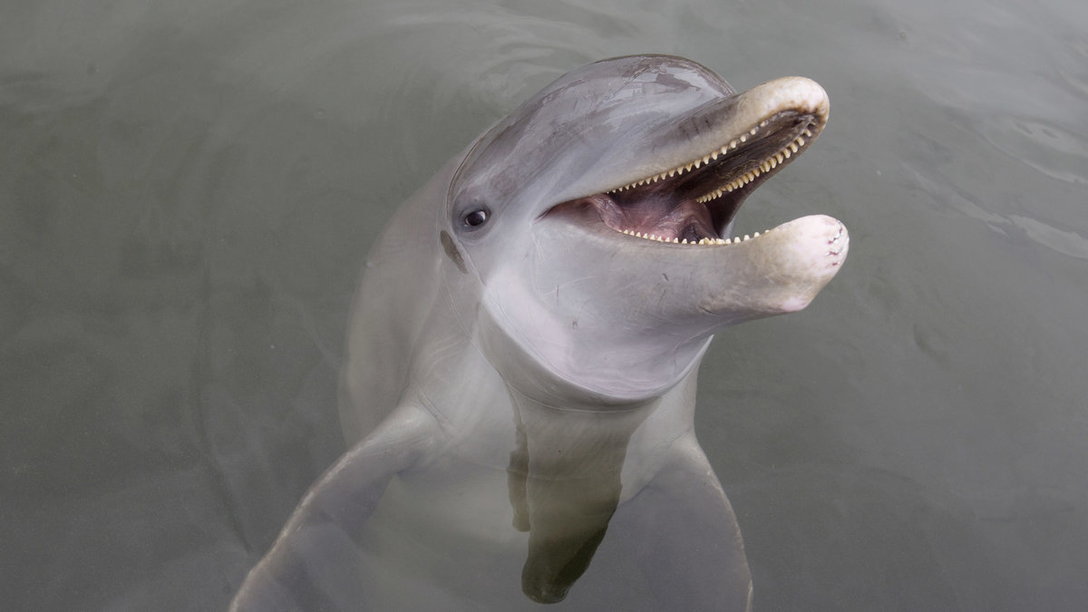 Men de två kidnappade delfinerna får nu chansen till ett nytt liv.