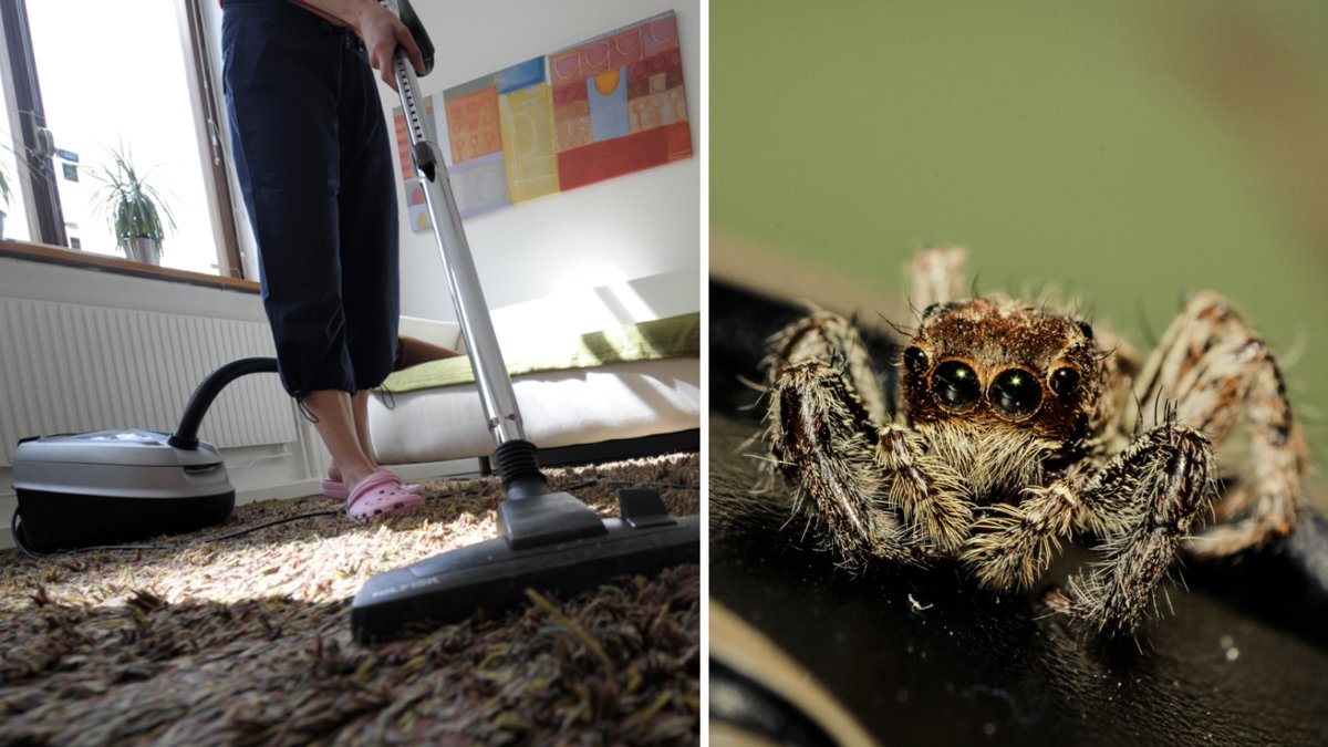 Hur länge överlever en spindel i dammsugare?