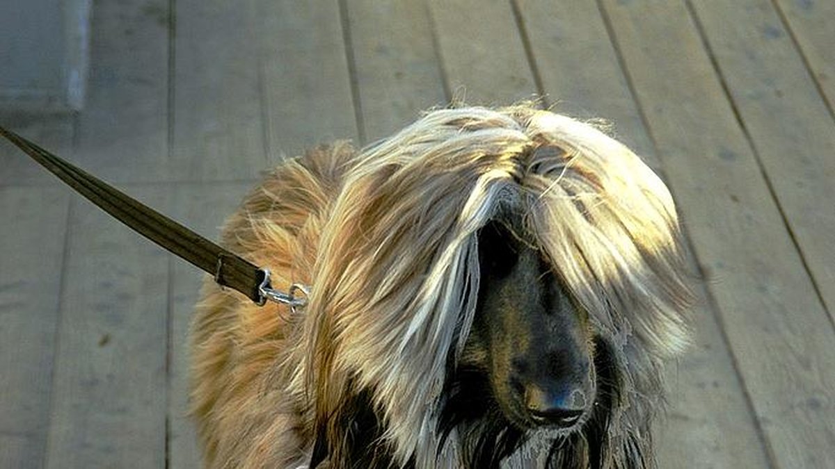 Afghanhund idag.