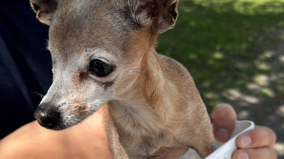 Polisen: Känner du igen den här hunden?