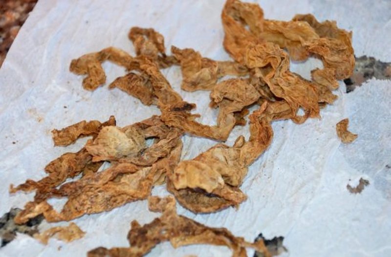 Sköldpadda bajsar plast Sköldpadda bajsar plast