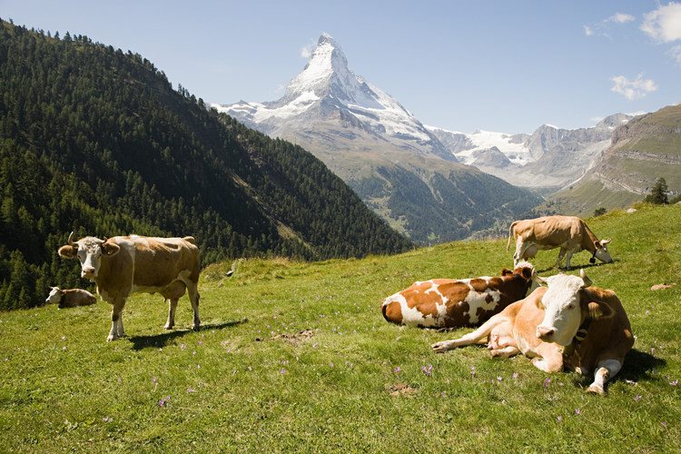 Brittiska turister varnas för kossorna i bergsmassivet Pyrenéerna. 