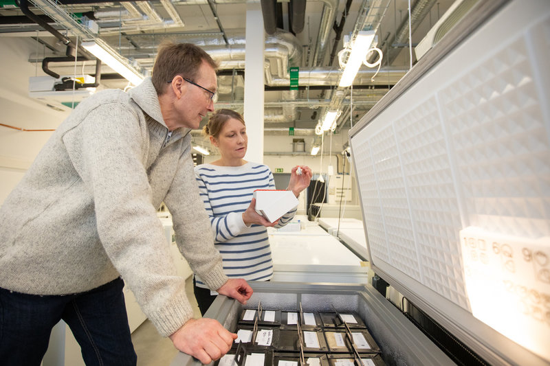 Forskarna Suvi Mäkeläinen och Tomas Bergström fick leta ordentligt efter bakgrunden till de gamla proverna i källaren vid SLU. Pressbild.