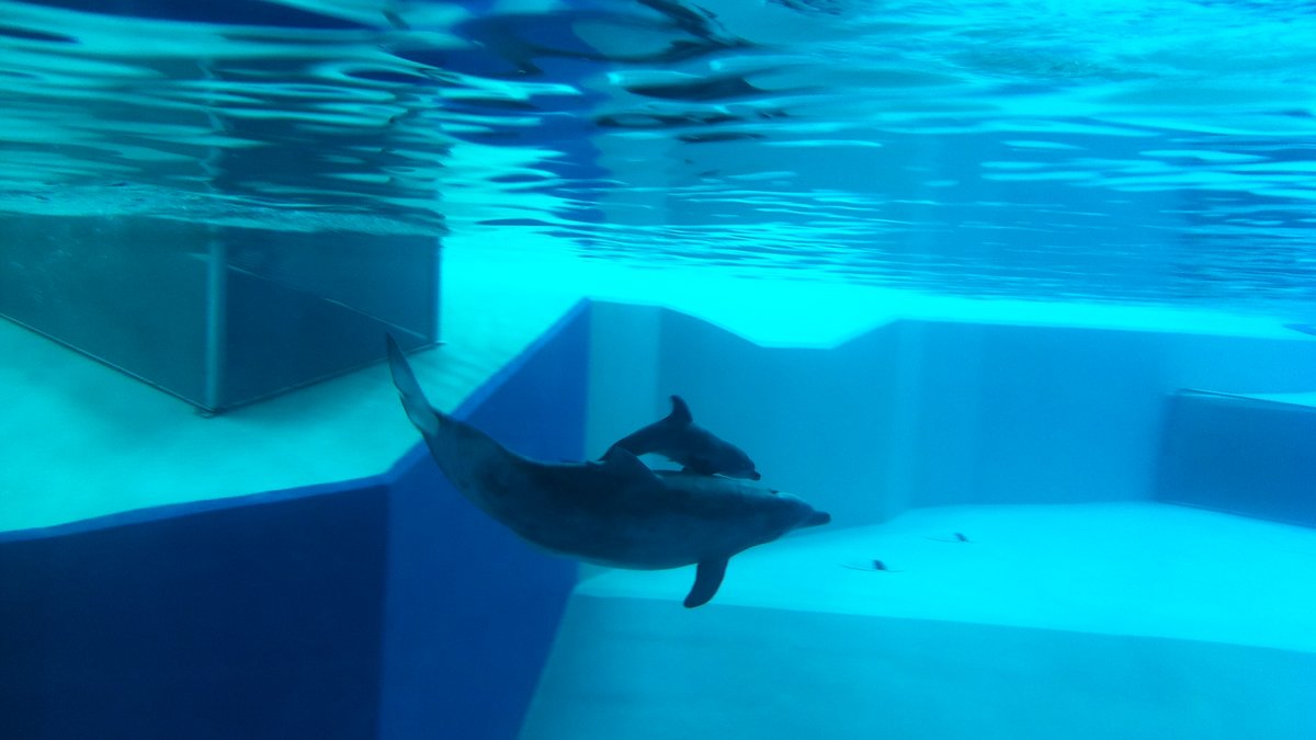 Delfinkalvarna mår bra och ska så småningom tränas för att kunna hoppa och göra konster.