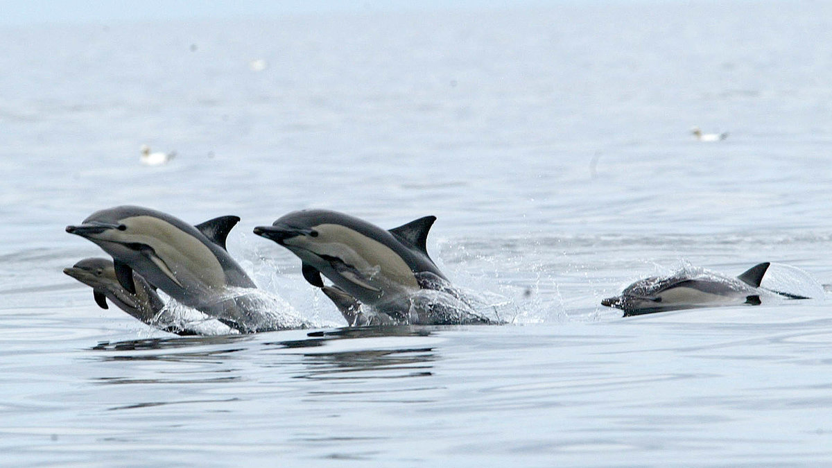 Delfiner finns det ju också! 