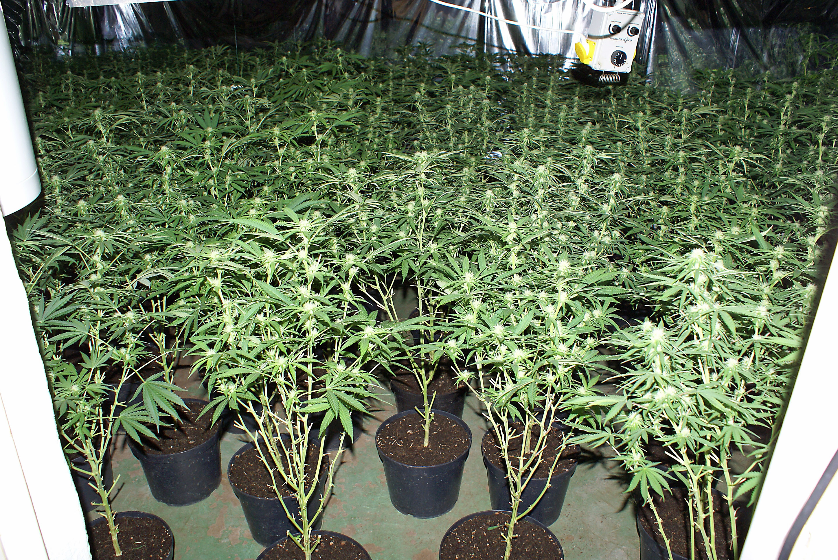 Den privata odlingen av cannabis blir allt vanligare.