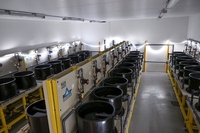 I mindre bassänger kan de mindre fiskarna växa till sig.