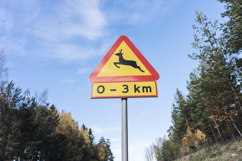 Viltolyckorna har minskat något under 2022. Arkivbild.