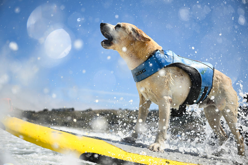Den tioårige labradoren Charlie avlossar några glädjeskall under andra heatet.