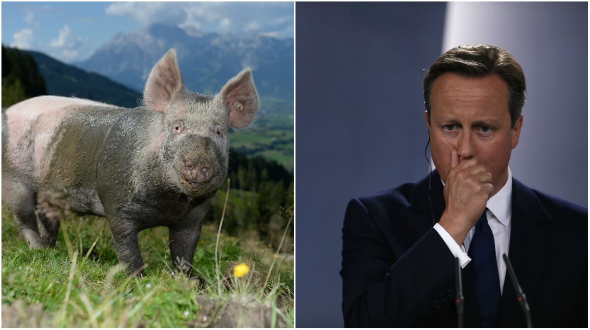 David Cameron, Premiärminister, Gris, Skandal