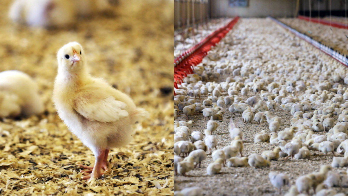 Maria Donis skriver om kycklingindustrin.
