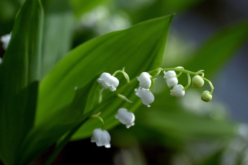 Liljekonvalj är okej att plocka i stora delar av landet. Foto: Foto: Janerik Henriksson Liljekonvalj är okej att plocka i stora delar av landet. Foto: Foto: Janerik Henriksson