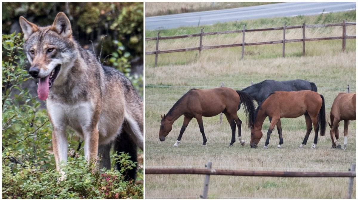 Två hästar har dött efter att ha blivit attackerade av varg. Bilderna är genrebilder.