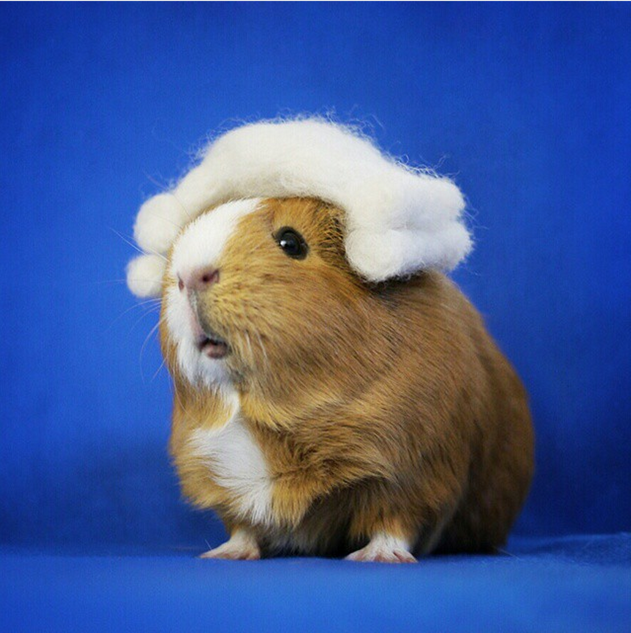 MiniGuineaPig utklädd till den amerikanska presidenten George Washington. MiniGuineaPig utklädd till den amerikanska presidenten George Washington.