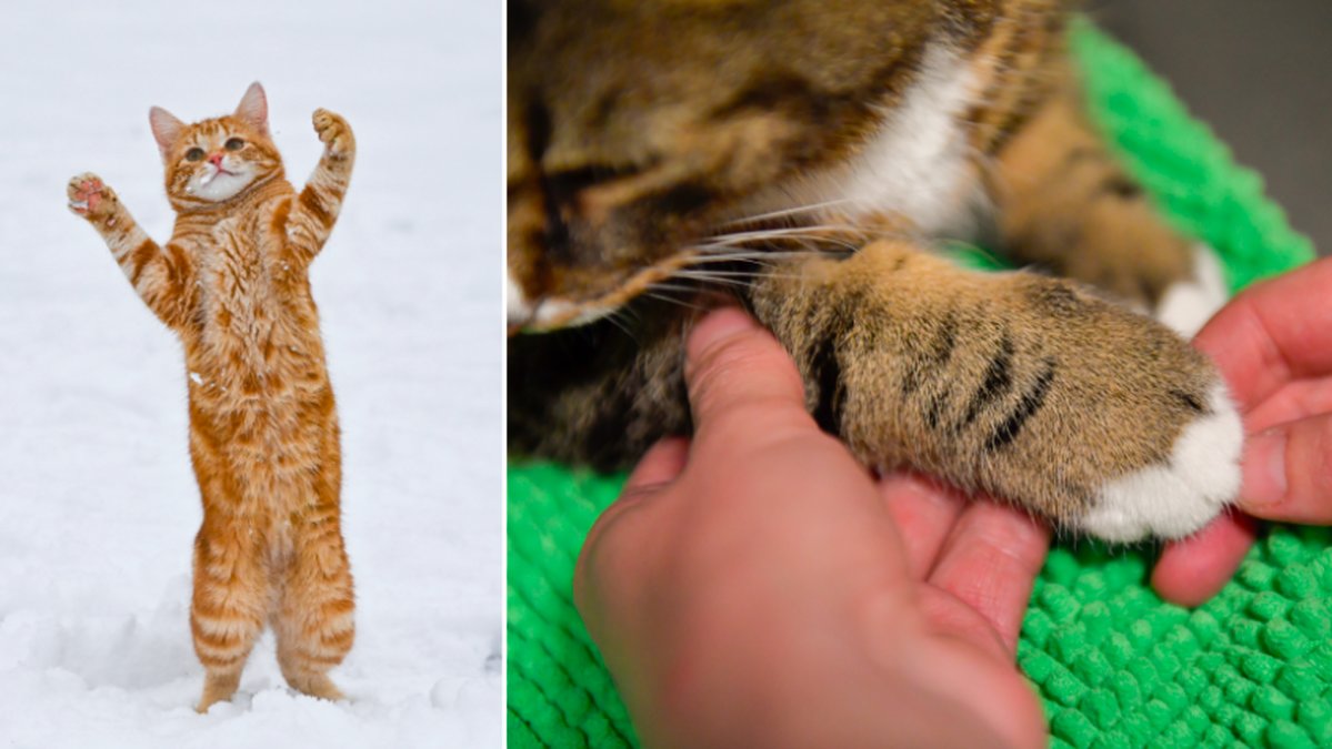 Här är de fem vanligare kattsjukdomarna