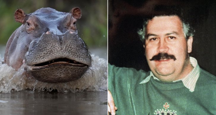 TT, flodhäst, Pablo Escobar