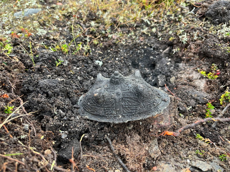 Ytterligare ett spänne från den första hittade kvinnograven från vikingatiden i fjällen.