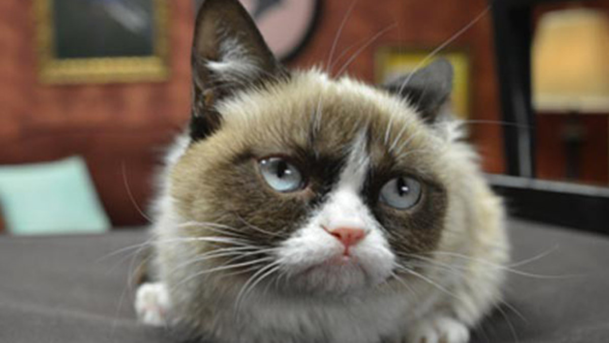 Grumpy cat. Internets favoritkatt.