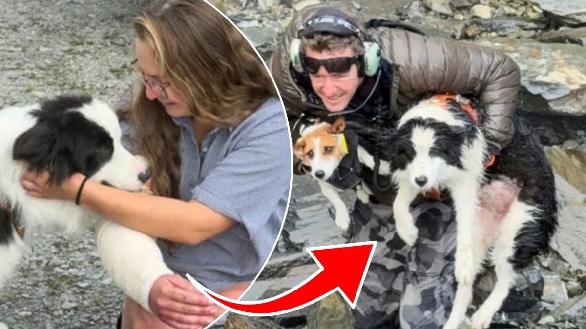 Jessicas hund Molly försvann – räddades av helikopterpilot