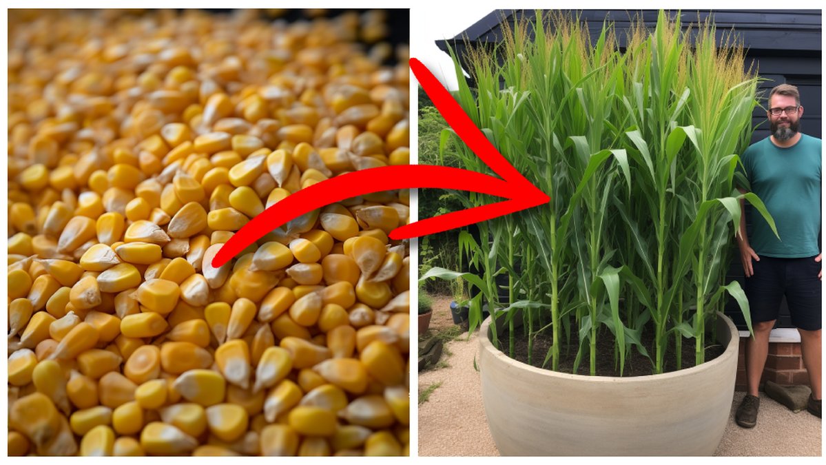 Med rätt teknik kan du lätt odla stans största popcorngräs.