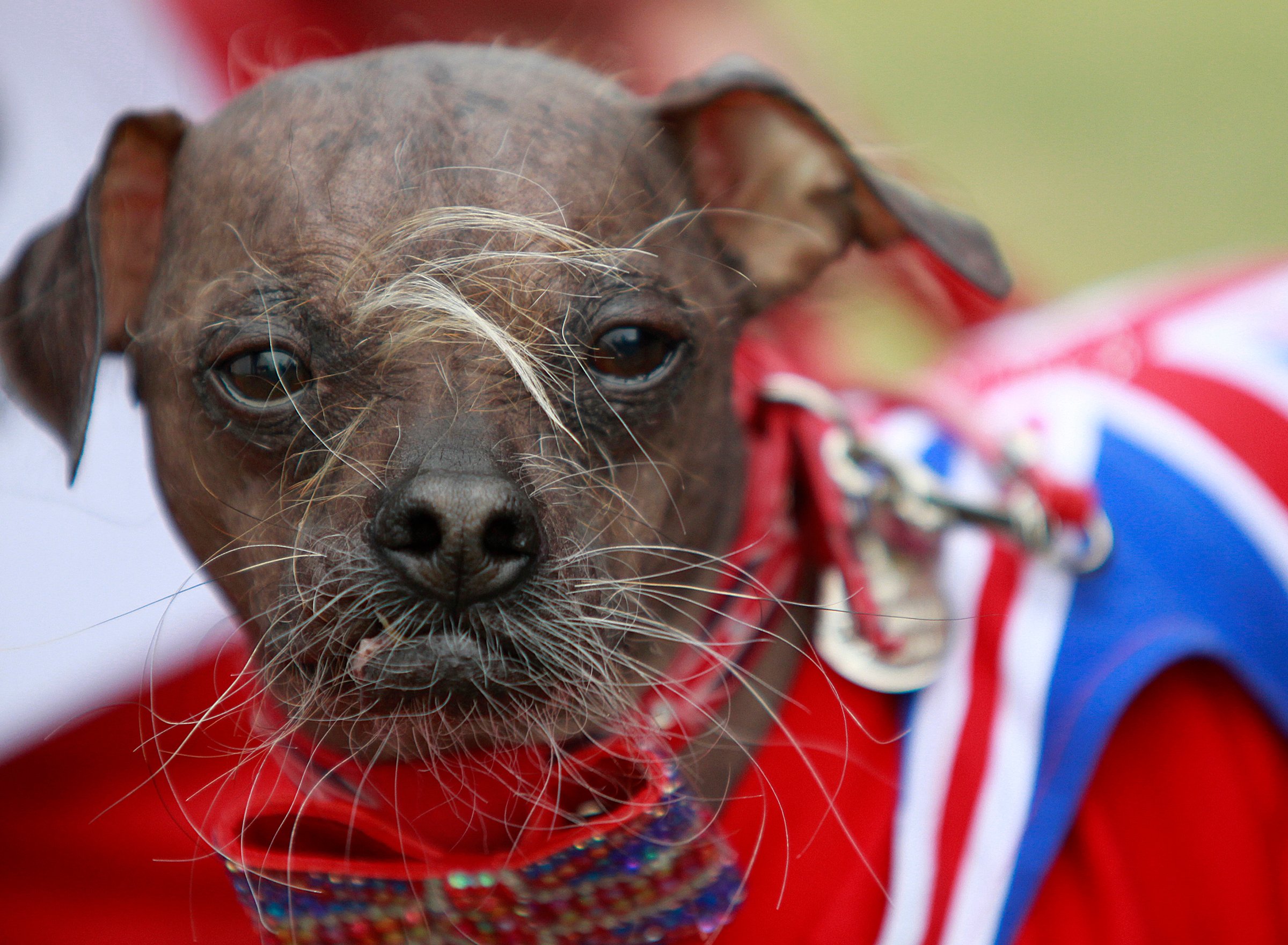 Mugly från England vann årets fulaste hund 2012.