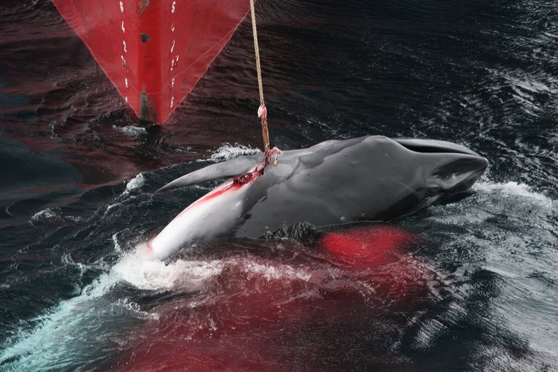 Sedan ett moratorium infördes 1986 har jakten på de stora bardvalarna i stort sett upphört. Men Japan och Norge jagar fortfarande de mindre vikvalarna. På bilden en vikval som harpunerats av en japansk fångstbåt.