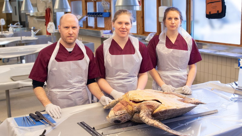 Statens veterinärmedicinska anstalt har gjort undersökningar av havssköldpaddan. Här veterinärerna Gustav Averhed och Elina Thorsson samt biologen Jasmine Stavenow.
