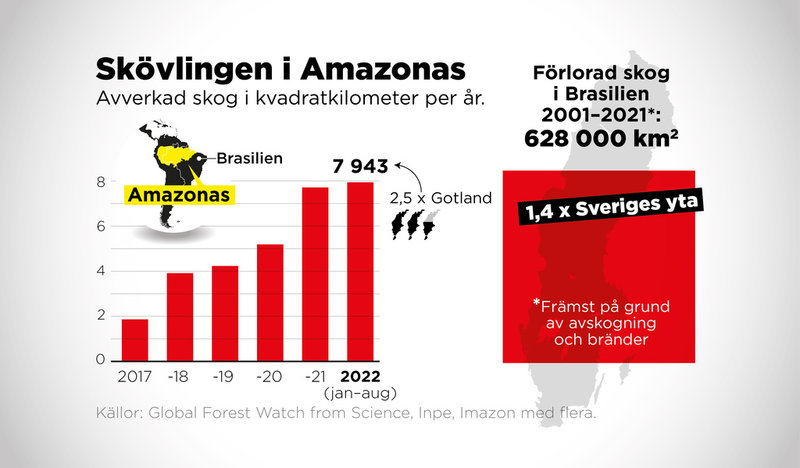 Hittills i år har 7 943 kvadratkilometer skog avverkats i Amazonas, ett område två och en halv gånger så stort som Gotland.