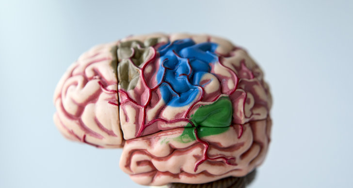 Hjärnan, Myter, Vetenskap