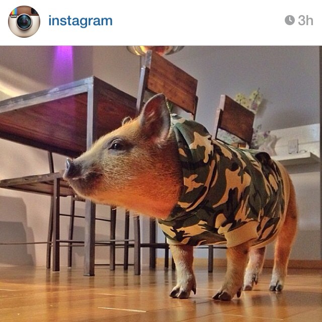 Camo-pig. Camo-pig.