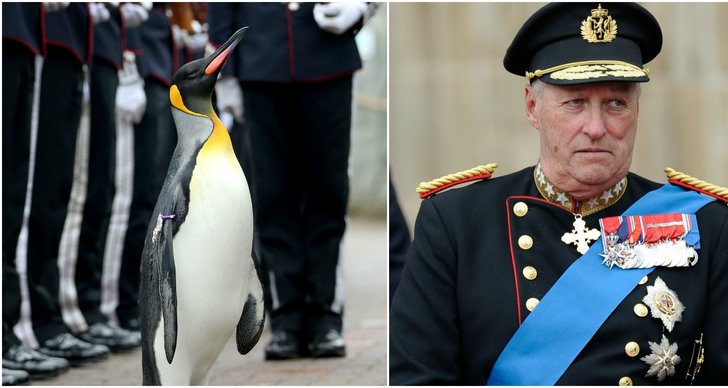 Norge, Pingvin